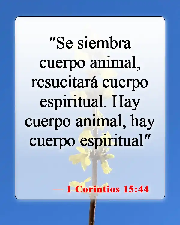 Versículos de la Biblia sobre los cuerpos glorificados (1 Corintios 15:44)