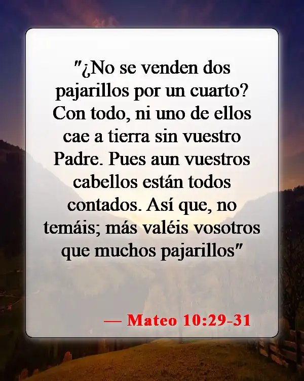 Versículos bíblicos sobre que Dios tiene el control (Mateo 10:29-31)