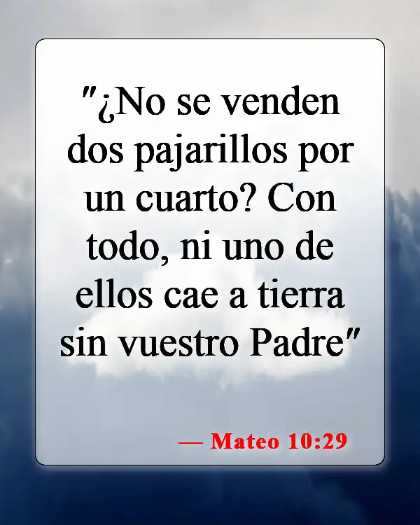 Versículos de la Biblia sobre matar animales (Mateo 10:29)